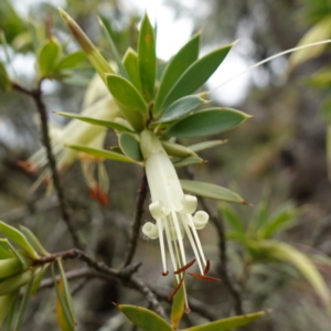 Styphelia triflora at Kowen Escarpment - 15 Feb 2024