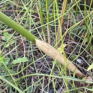 Juncus vaginatus at Namadgi National Park - 3 Apr 2024 12:45 PM