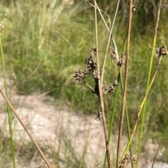 Juncus vaginatus at Namadgi National Park - 3 Apr 2024 12:45 PM