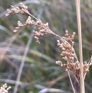 Juncus sp. at Namadgi National Park - 3 Apr 2024 01:11 PM