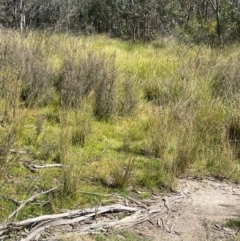 Juncus sp. at Namadgi National Park - 3 Apr 2024 01:11 PM