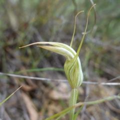 Diplodium ampliatum (Large Autumn Greenhood) at Kowen Escarpment - 15 Feb 2024 by RobG1