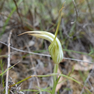 Diplodium ampliatum at Kowen Escarpment - 15 Feb 2024