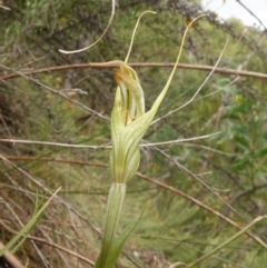 Diplodium ampliatum at Kowen Escarpment - 15 Feb 2024