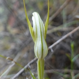 Diplodium ampliatum at Kowen Escarpment - 15 Feb 2024