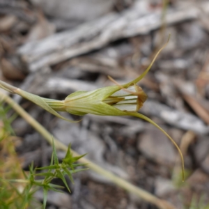 Diplodium ampliatum at Kowen Escarpment - 15 Feb 2024