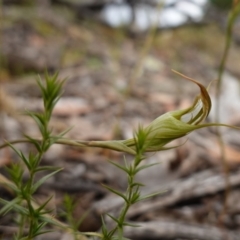 Diplodium ampliatum at Kowen Escarpment - 15 Feb 2024