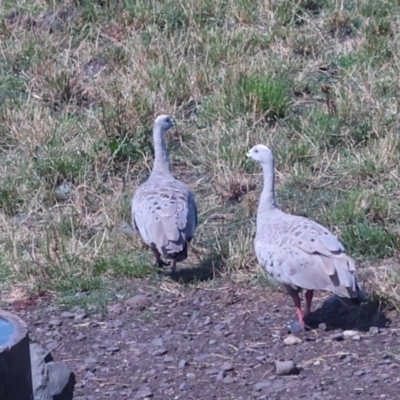 Cereopsis novaehollandiae (Cape Barren Goose) at Woolnorth, TAS - 11 Feb 2024 by AlisonMilton