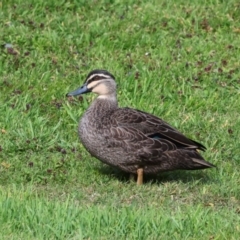 Anas superciliosa (Pacific Black Duck) at Smithton, TAS - 11 Feb 2024 by AlisonMilton