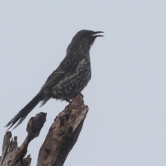 Anthochaera chrysoptera (Little Wattlebird) at Smithton, TAS - 11 Feb 2024 by AlisonMilton