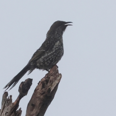 Anthochaera chrysoptera (Little Wattlebird) at Smithton, TAS - 11 Feb 2024 by AlisonMilton