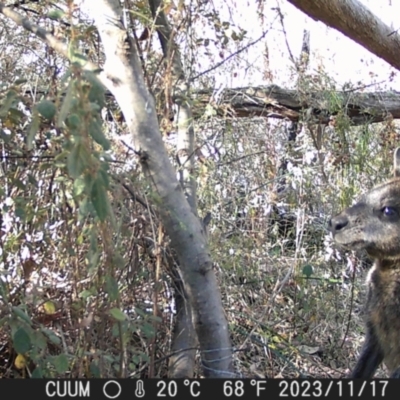 Wallabia bicolor (Swamp Wallaby) at QPRC LGA - 17 Nov 2023 by danswell