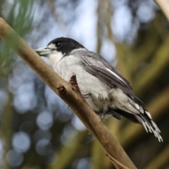 Cracticus torquatus (Grey Butcherbird) at Smithton, TAS - 11 Feb 2024 by AlisonMilton