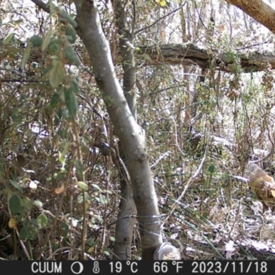 Vulpes vulpes (Red Fox) at QPRC LGA - 18 Nov 2023 by danswell