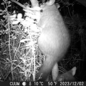 Trichosurus vulpecula at QPRC LGA - 2 Dec 2023