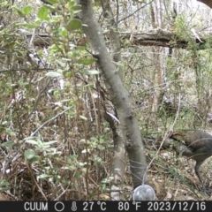 Menura novaehollandiae (Superb Lyrebird) at Greenleigh, NSW - 16 Dec 2023 by danswell