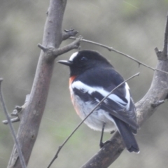 Petroica boodang (Scarlet Robin) at Cooleman Ridge - 7 Apr 2024 by HelenCross