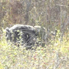 Sus scrofa (Pig (feral)) at Cooleman Ridge - 7 Apr 2024 by HelenCross