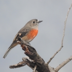 Petroica boodang (Scarlet Robin) at Lions Youth Haven - Westwood Farm A.C.T. - 7 Apr 2024 by HelenCross