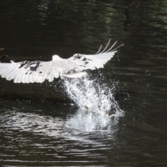 Icthyophaga leucogaster (White-bellied Sea-Eagle) at West Coast, TAS - 12 Feb 2024 by AlisonMilton