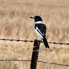 Cracticus nigrogularis (Pied Butcherbird) at Brocklesby, NSW - 6 Apr 2024 by KylieWaldon