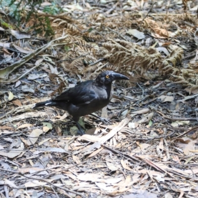 Strepera fuliginosa (Black Currawong) at West Coast, TAS - 12 Feb 2024 by AlisonMilton