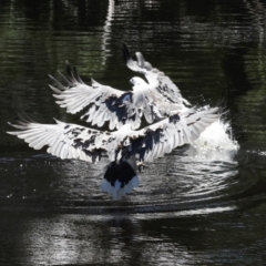 Icthyophaga leucogaster (White-bellied Sea-Eagle) at Togari, TAS - 12 Feb 2024 by AlisonMilton