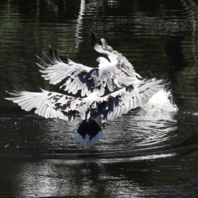 Icthyophaga leucogaster (White-bellied Sea-Eagle) at Togari, TAS - 12 Feb 2024 by AlisonMilton