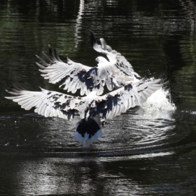 Haliaeetus leucogaster (White-bellied Sea-Eagle) at Togari, TAS - 12 Feb 2024 by AlisonMilton