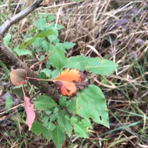 Pyrus calleryana at West Belconnen Pond - 7 Apr 2024