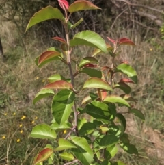 Pyrus calleryana (Callery Pear) at Dunlop, ACT - 7 Apr 2024 by rainer