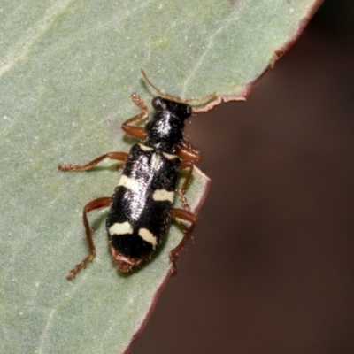 Lemidia nitens (A clerid beetle) at Derwent Bridge, TAS - 16 Feb 2024 by AlisonMilton