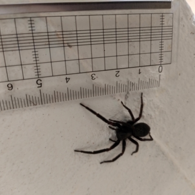 Badumna insignis (Black House Spider) at Mawson, ACT - 7 Apr 2024 by KateU