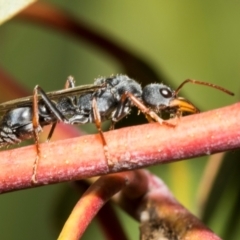 Myrmecia sp. (genus) at Derwent Bridge, TAS - 16 Feb 2024 by AlisonMilton