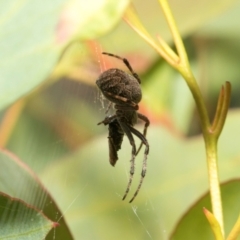 Unidentified Orb-weaving spider (several families) at Derwent Bridge, TAS - 16 Feb 2024 by AlisonMilton