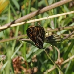 Oreixenica lathoniella (Silver Xenica) at Namadgi National Park - 25 Mar 2024 by RAllen