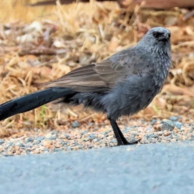 Struthidea cinerea (Apostlebird) at Brocklesby, NSW - 7 Apr 2024 by KylieWaldon