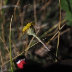 Leptorhynchos squamatus subsp. alpinus (Scaly Buttons) at Namadgi National Park - 25 Mar 2024 by RAllen