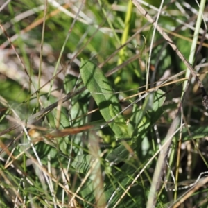 Leptorhynchos squamatus subsp. alpinus at Namadgi National Park - 25 Mar 2024