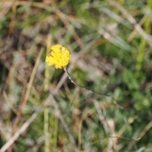 Leptorhynchos squamatus subsp. alpinus at Namadgi National Park - 25 Mar 2024