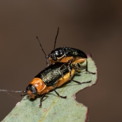 Aporocera (Aporocera) viridipennis (A leaf beetle) at Derwent Bridge, TAS - 16 Feb 2024 by AlisonMilton