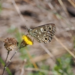 Oreixenica latialis (Small Alpine Xenica) at Cotter River, ACT - 25 Mar 2024 by RAllen