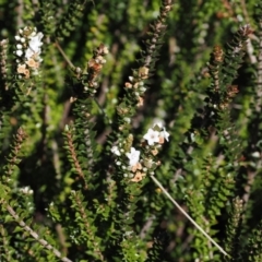 Epacris microphylla (Coral Heath) at Namadgi National Park - 25 Mar 2024 by RAllen