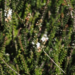 Epacris microphylla at Namadgi National Park - 25 Mar 2024 12:14 PM