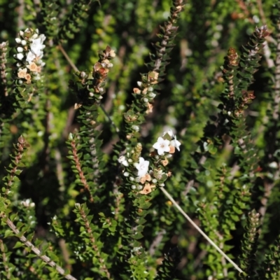 Epacris microphylla (Coral Heath) at Cotter River, ACT - 25 Mar 2024 by RAllen