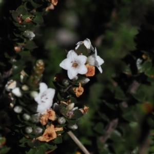 Epacris microphylla at Namadgi National Park - 25 Mar 2024 12:14 PM