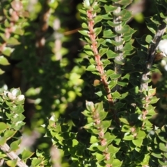 Epacris microphylla at Namadgi National Park - 25 Mar 2024 12:14 PM