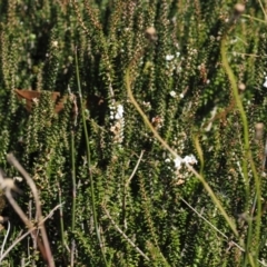 Epacris microphylla at Namadgi National Park - 25 Mar 2024 12:14 PM