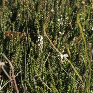 Epacris microphylla at Namadgi National Park - 25 Mar 2024 12:14 PM