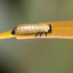 Paropsini sp. (tribe) (Unidentified paropsine leaf beetle) at Derwent Bridge, TAS - 16 Feb 2024 by AlisonMilton